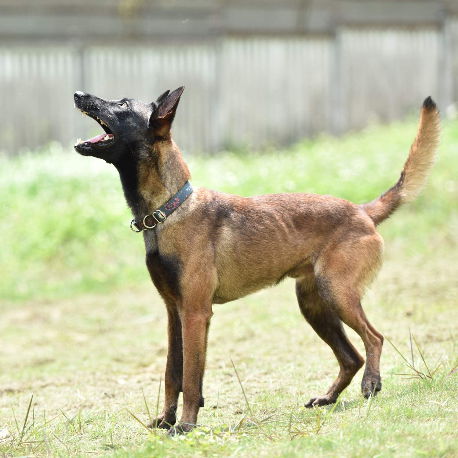  Hyhug Cuello de martingala Mejorado para adiestramiento para Caminar en Perros medianos - Etiquetas y Accesorios de identificación con Doble Anillo de sujeción (Medio M, Verde Ciruelo Flor) 