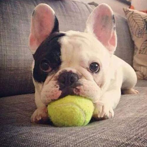  LJYNB Suministros de Mascotas Goma Juguete for Mascotas Bola elástica Tipo de Mascota Pelota de Tenis, Diámetro: 6 cm for Mascotas Regalo Amada 
