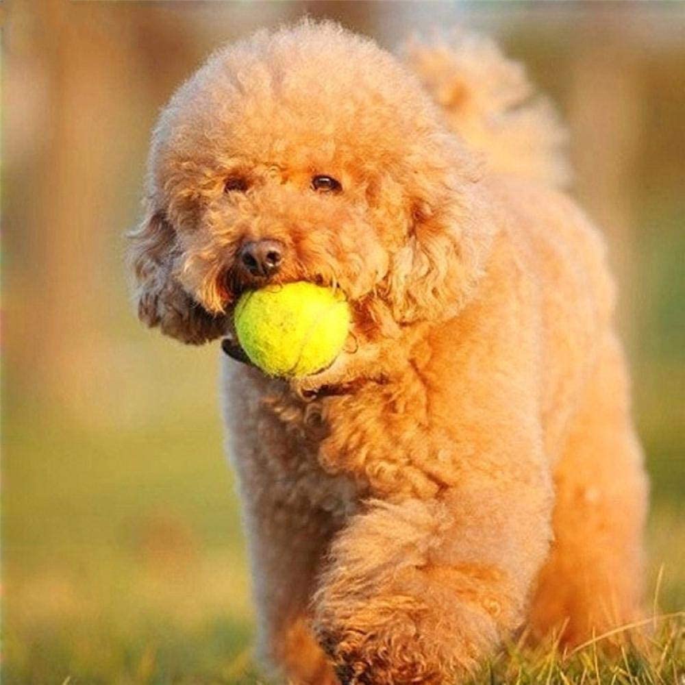  QWERASD Transer Pet Supply Dog Toy Pelota de Tenis Pet Dog Chew Juguetes interactivos para la diversión al Aire Libre Entrenamiento Playa Deportes Mascotas Juguetes 