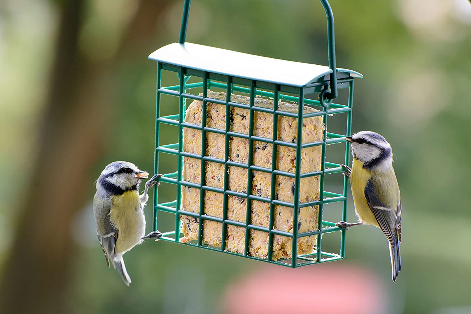  dobar Seis proteinreiche Energía Bloques Grasa Bloques Incluye 2 Comedero Gratis para Colgar, ganzjähriges pájaro Forro Grasa Forro para pájaros Salvajes, 1er Pack (1 x 1.8 kg) 