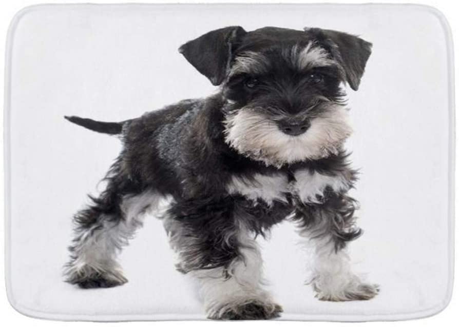  QIUTIANXIU Alfombra De Baño Cocina Mascota Alfombrilla,Cachorro Schnauzer Miniatura Animal Perro Pura Vida Silvestre,De Baño Antideslizante,Microfibra Suave Cómoda Y Absorbente 