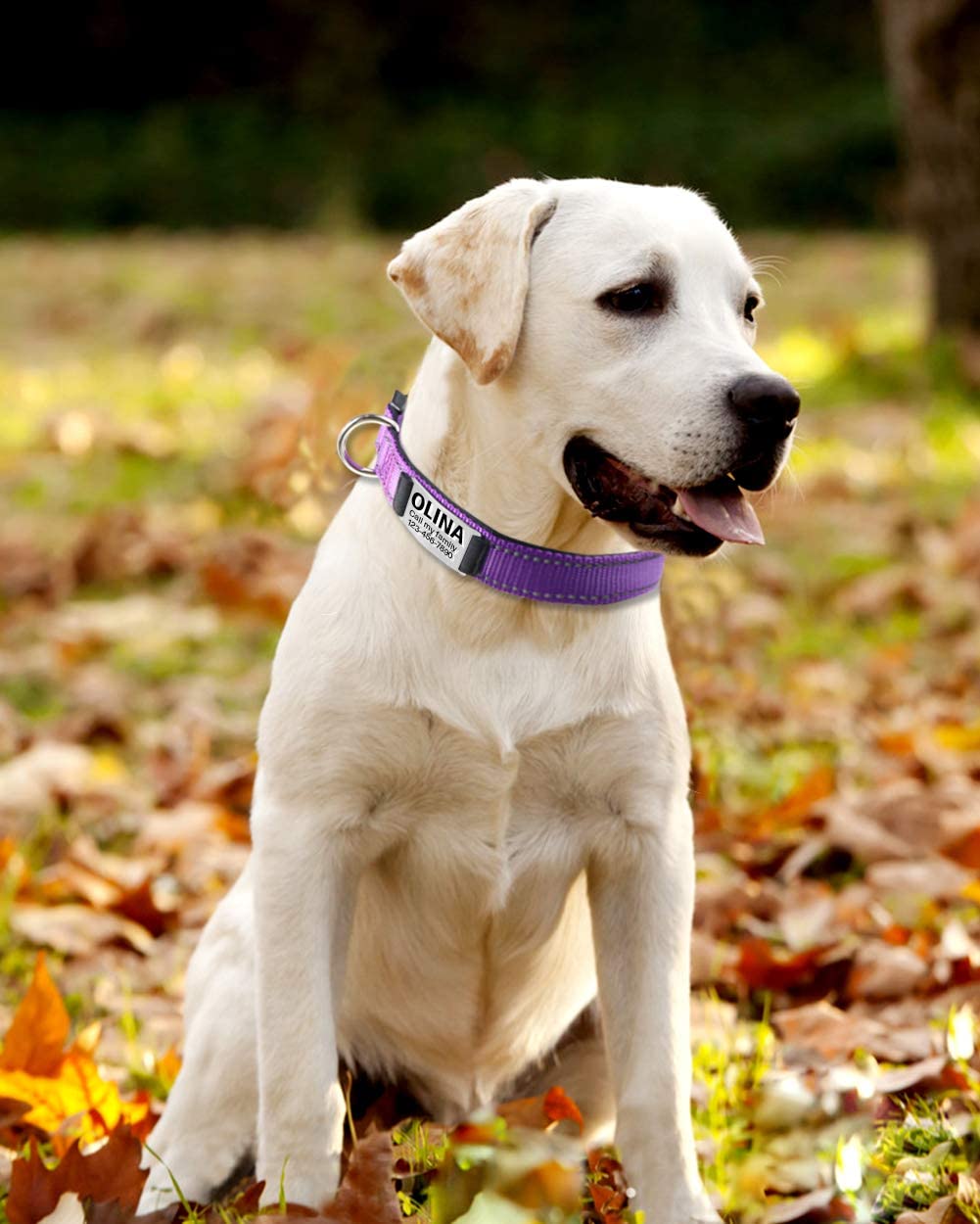  TagME Collar de Perro Reflectante Personalizado,Placa de Acero Inoxidable,Grabado con Nombre y Número de Teléfono,Deslizar en Las Etiquetas de Identificación del Perro,Púrpura 