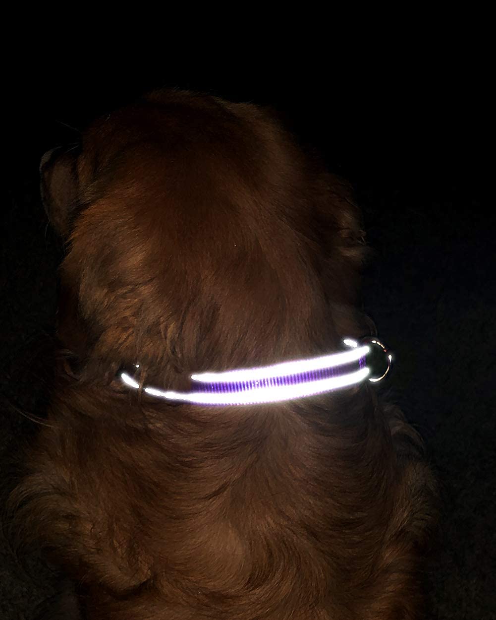  TagME Collar de Perro Reflectante Personalizado,Placa de Acero Inoxidable,Grabado con Nombre y Número de Teléfono,Deslizar en Las Etiquetas de Identificación del Perro,Púrpura 