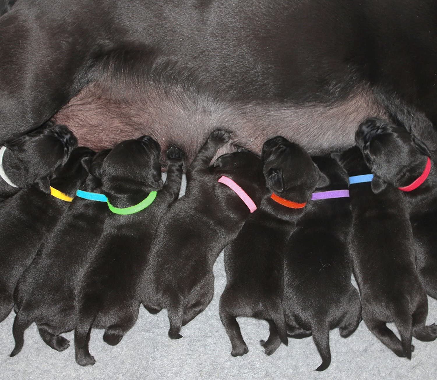  Zelro - 12 Collares de identificación para Cachorros de algodón Ajustable de Doble Cara para identificación, para Cachorros, Gatitos, Conejos, Cerdos y Otros Animales pequeños 