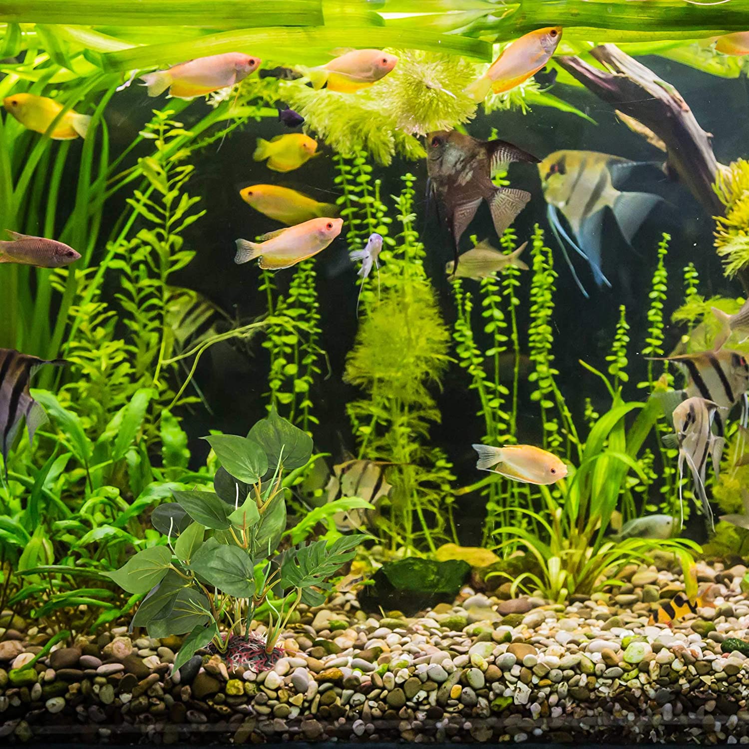  DIGIFLEX Decoración Hojas Verdes para Acuario 20cm Plantas Artificiales para Acuarios Que Lucen como Plantas Verdaderas 
