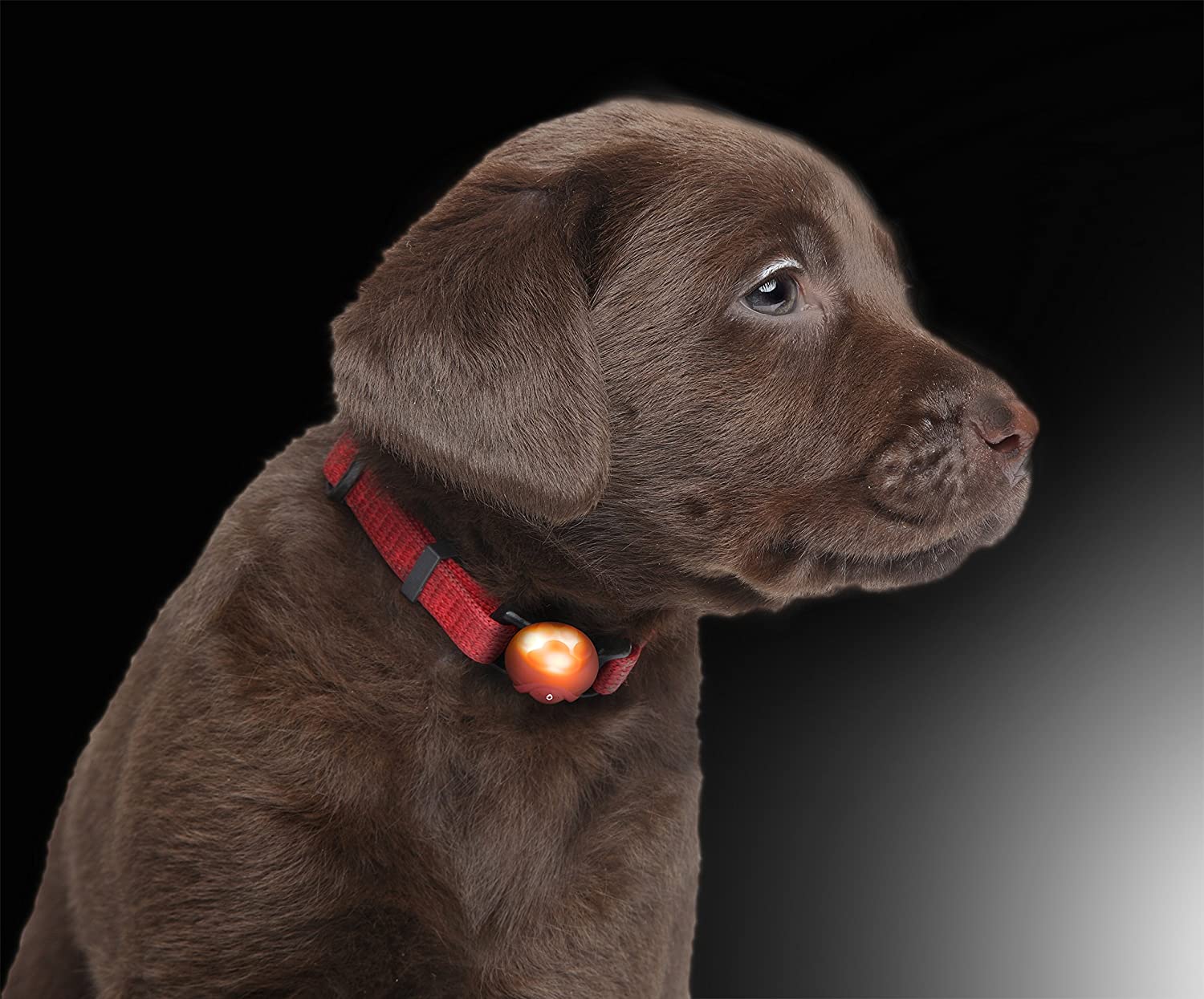  LED colgante luminoso de silicona Collar de perro LED cuello luminoso en color de rojo por el PRECORN marca 