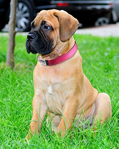 TagME Collar de Perro Reflectante Personalizado,Placa de Acero Inoxidable,Grabado con Nombre y Número de Teléfono,Deslizar en Las Etiquetas de Identificación del Perro,Rosado