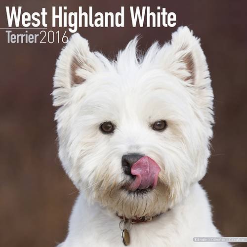 West Highland Terrier Calendar 2016 (Square)