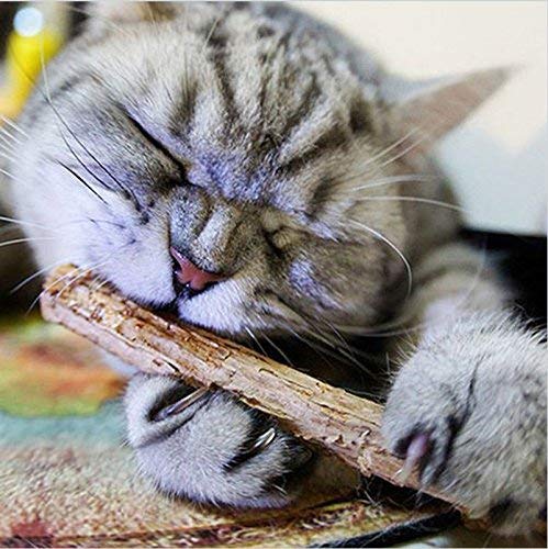 25pcs Gato Limpieza de los Dientes aromatizar Nepeta Cataria Natural Animal Gato molaire dentífrico Baton silvervine Actinidia Frutas Matatabi collations Gato Batons