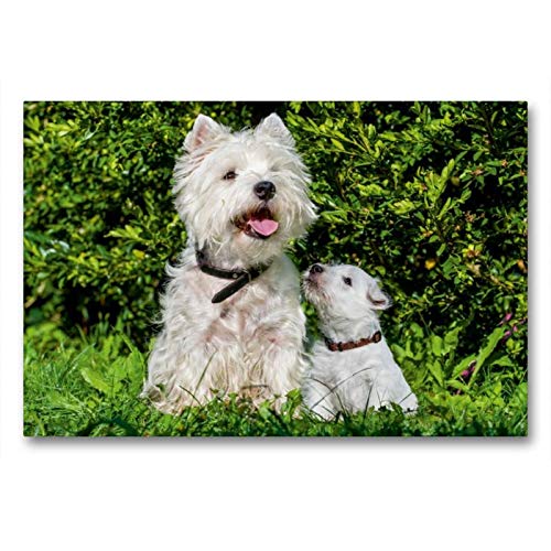 Calvendo Premium Lienzo 90 cm x 60 cm Horizontal, un Motivo del Calendario Kobold en 4 Patas, West Highland White Terrier Imagen sobre Lienzo, impresión en Lienzo Animales
