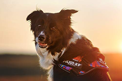Julius-K9 16IDC - Power Harness