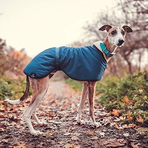 The Trendy Whippet Chubasquero Impermeable con Forro de Forro Polar, Color Azul, con Correa de Clip Ajustable a Juego, Verdugo Italiano, mirlo