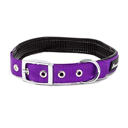 HUI JIN Juego de Correa y Collar para Perro, Nailon Resistente y Duradero, Acolchado para Cachorros de Mascota, Color Morado