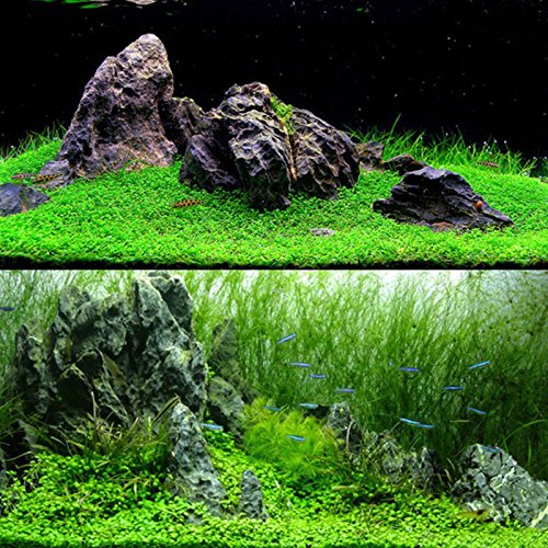 Rosepoem Semillas de Plantas de Acuario, 1000 Unids Agua Semillas de Hierba Depósito de Peces Paisaje Semilla de Hierba Plantas vivas - Hierba de Agua Larga