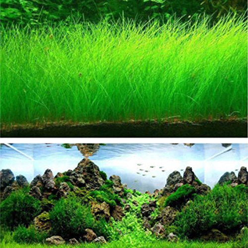 Rosepoem Semillas de Plantas de Acuario, 1000 Unids Agua Semillas de Hierba Depósito de Peces Paisaje Semilla de Hierba Plantas vivas - Hierba de Agua Larga