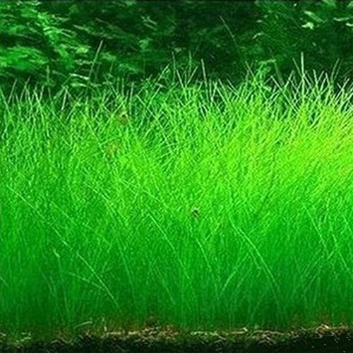 Rosepoem Semillas de Plantas de Acuario, 1000 Unids Agua Semillas de Hierba Depósito de Peces Paisaje Semilla de Hierba Plantas vivas - Hierba de Agua Larga