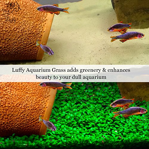 Sungrow Reptile Glosso Seeds, 2 Onzas, Promueve La Salud Física Y Mental, The Native Jungle Atmosphere, Vivarium Carpet Plant, Ideal Para Principiantes Y Profesionales, 1 Paquete