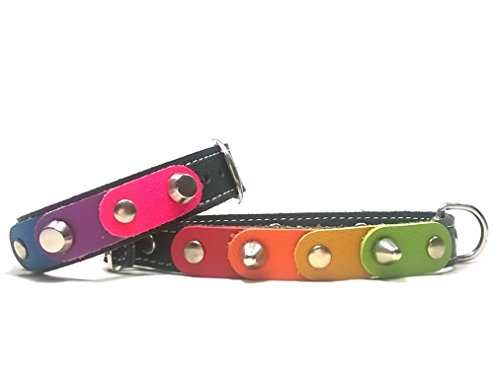 Superpipapo Set Collar para Perros con Pulsera a Juego, Todas Las Tallas, Correa Opcional, Diseño Orgullo Gay con los Colores Arcoiris Arco-Ciel, 35 cm XS: Cuello 25-30 cm, Ancho 14mm