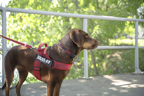 Julius-K9 Arnés de Correa Color & Gray, Talla: 2, Rojo-Gris