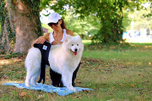 Nature Pet Perros Higiene Pantalones Sanitarios Menstruales Bragas/Pañales para Perros Macho Mascotas Machos Lavable (S-L, Azul)