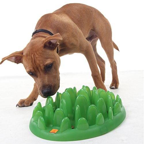 The Company of Animals 0886284592116 - Green Slow alimentador Mini