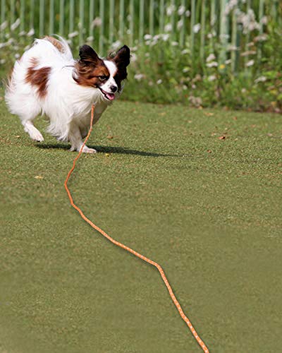Joytale Correas Adiestramiento para Perros Correa de Perro,Cuerda Nylon Largo Mascota Perro Formación Correa de Entrenamiento,10m