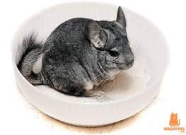 Arena Chinchillas Kiki