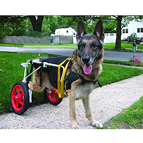 BZZBZZ Silla de Ruedas para Perros Mobility, Carrito de adiestramiento para Mascotas para la rehabilitación de Las Patas traseras de Perros y Gatos de tamaño Mediano con discapacidad senil Grande