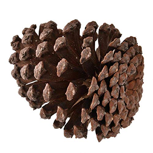 ENLAZY 8 Unids/Set Hamster Chew Toys Natural Madera Pino Conejillos de Indias Ratas Chinchillas Juguetes Accesorios Cuidado de los Dientes Molar Juguete para Aves Conejo Conejos Jerbos
