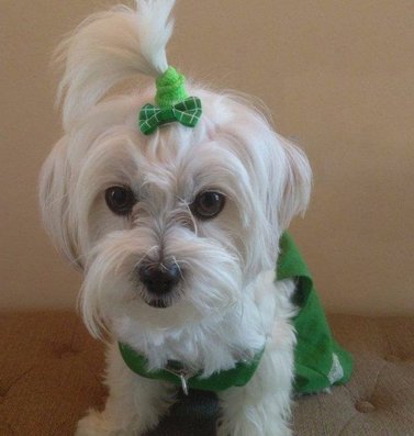 Lazos para pelo de mascotas Chenkou Craft 50 piezas/25 pares, productos de cuidado para perros, de colores y patrones mezclados