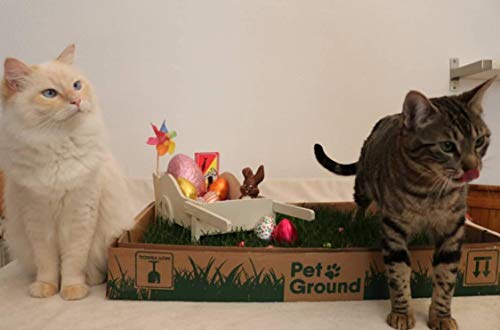 PetGround, césped Natural para Gatos: Primera Alternativa Natural, ecológica, instintiva e inolora a Las Arenas para Hacer PIS en casa para Gatos.