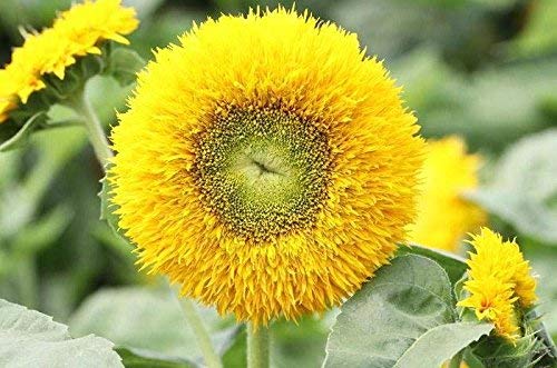 Semillas de girasol 20 / paquete (Helianthus annus) Jardín orgánico sin OGM Semillas de flores Sunny Sun Semillas polinizadas abiertas para plantar (girasol de oso de peluche)