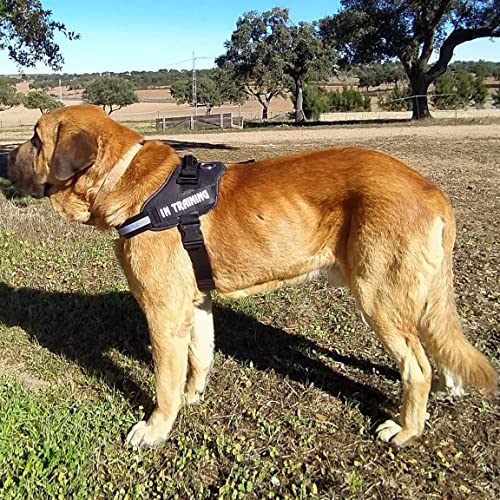 Arnes para Perro de Seguridad, Ajustable, antitirones, Bola DE LUZ DE Regalo (M, Negro)
