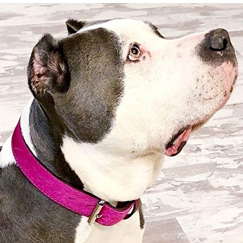 BB_Bardog Collar artesanal de piel estilo caballo fucsia, talla XS (Artisan Collar Calf Hair Leather Fucsia, Size XS)