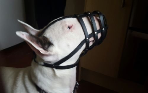 Bozal Ligero de Piel para Perro Bull Terrier inglés y Otros de hocico Similar