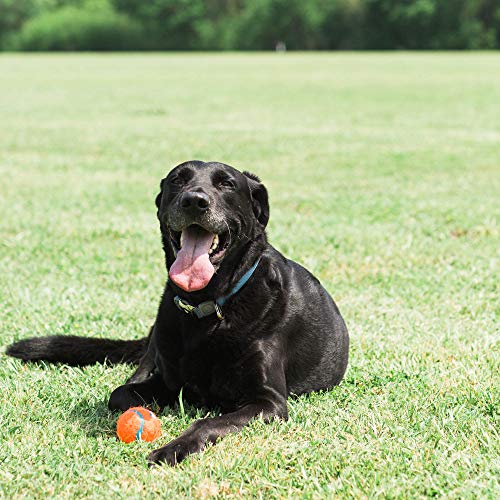 Chuckit! 071021 Tennis Ball Shrink 2 Pelotas para Perros Compatible con el Lanzador, S