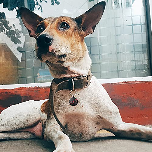 DISONTAG Etiquetas de identificación de mascotas, etiquetas de perro personalizadas, etiqueta de identificación de gato, visualización de información única | modificable