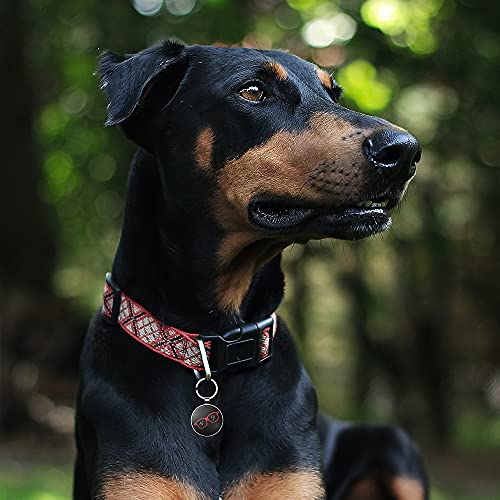 DISONTAG Etiquetas de identificación de mascotas, etiquetas de perro personalizadas, etiqueta de identificación de gato, visualización de información única | modificable