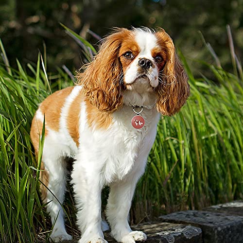 DISONTAG Placas para Perros,Placa para Perros Personalizadas,Placas para Mascotas,Placa De Identificacion Perros,41 Patrones Realistas, Pantalla De Información única | Modificable