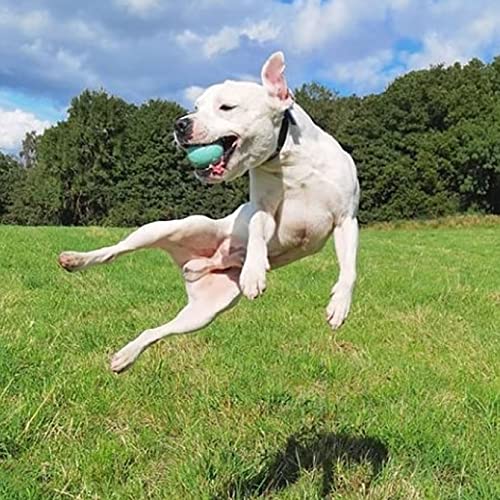SPORTSPET Football Bounce 2 unidades – Premium High Bounce - Pelota de goma no tóxica para perro – Medio 6,5 cm …