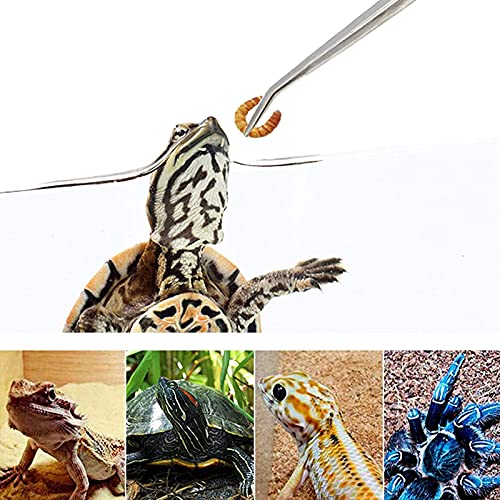 WTpin 4 Piezas Acuario Herramienta Accesorios, Herramientas para Acuario de Acuario, Pinzas de Acuario, para Pruning Limpieza de Plantas Acuáticas Grass Etc