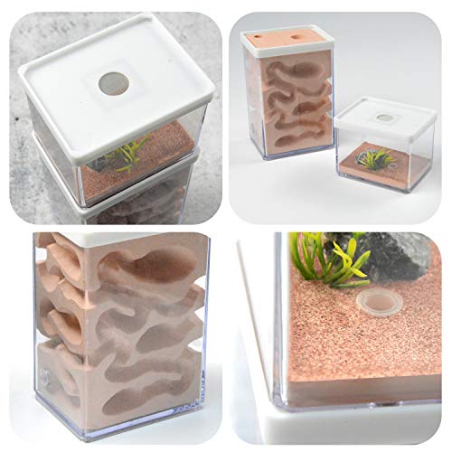 aleawol Nido de hormigas ecológico para granja de hormigas, plástico transparente, para hormigas, hormigas, castillo, formicario, insecto, caja de alimentación para hormigas, estudio, ciencia, regalo