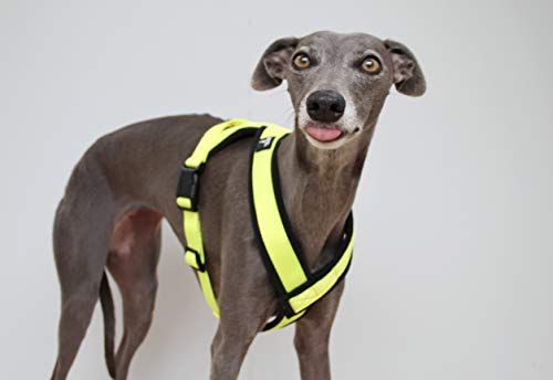 Arnés amarillo Hi Vis en forma de Y en 3 colores, forro polar, correa ajustable, galgos italianos, acechos, galgos, saluki, sighthound (mediano)