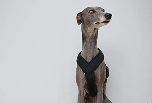 Arnés negro en forma de Y en 3 colores con forro polar, correa ajustable, galgos italianos, acechos, galgos, saluki, sighthound (XSMALL)