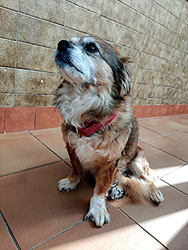 Collar de Perro Led Collar para Perro Reflectante Suave (L 34cm-57cm(Circunferencia), Naranja)