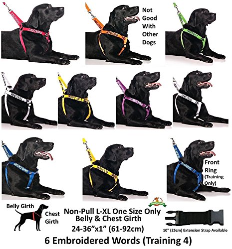 Collar para perro con texto "Adopt Me", color amarillo, en tallas S-M y L-XL, con codificación por colores para evitar accidentes por advertencia a otros de tu perro de antemano
