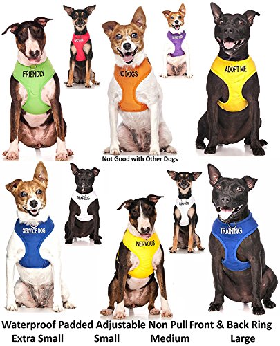 Collar para perro con texto "Adopt Me", color amarillo, en tallas S-M y L-XL, con codificación por colores para evitar accidentes por advertencia a otros de tu perro de antemano