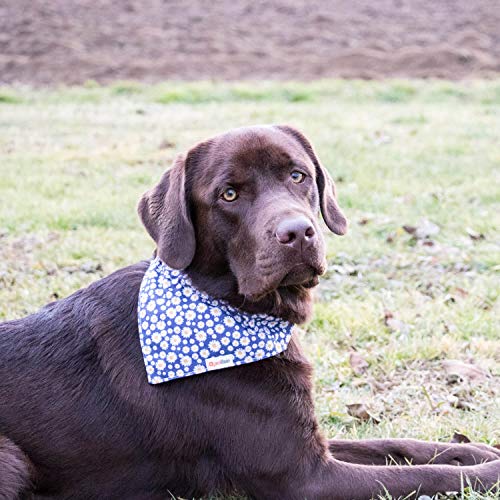 Collar para perros con bandana y brazalete de amistad marca Pettsie