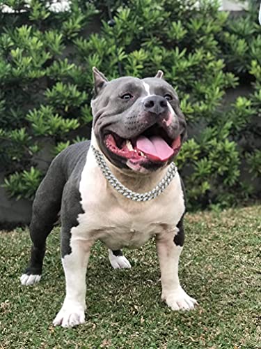 Halukakah Cadena de Oro Iced out para Perro,Diamante Cubano Collar Collarín 14MM Chapado en Oro Blanco Platino 55cm Talla XL con Gratis Caja de Regalo,Solo Decoración