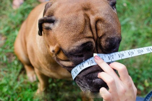 Ligera de piel Bozal para perro Bull Terrier y otros similares Hocico